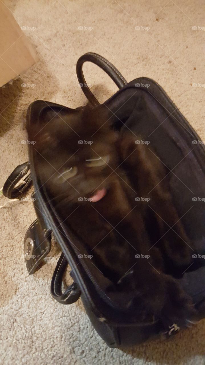 cat in motion in a purse