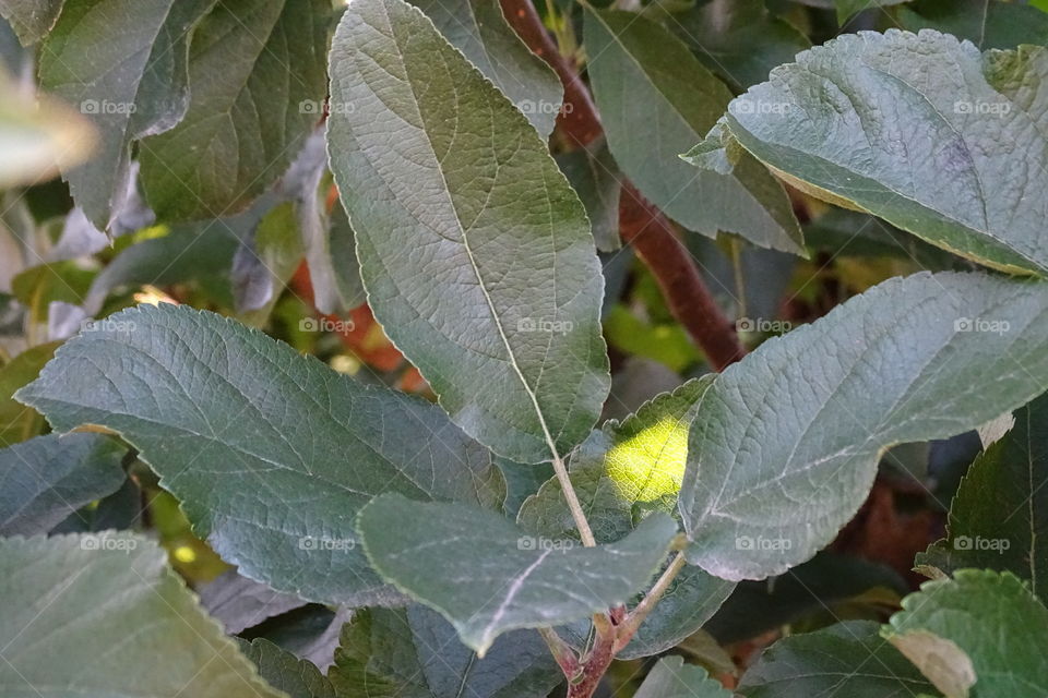 Spot of sunlight on Apple tree leaves