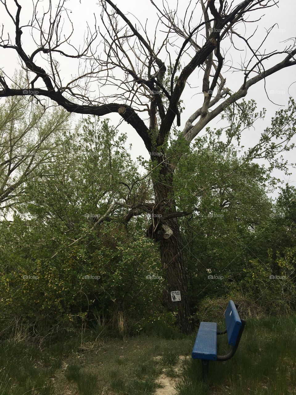 Beautiful even bare, tall, old, shapely tree, stands beside a green wood bench, surrounded by lush green bushes and trees, so you can’t tell its naked