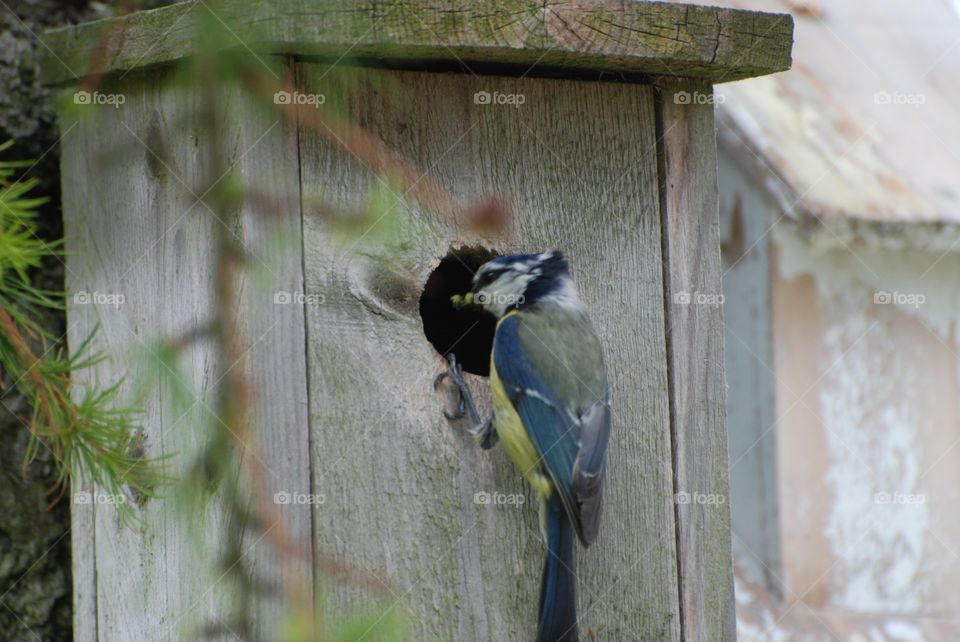 Bluetit on box