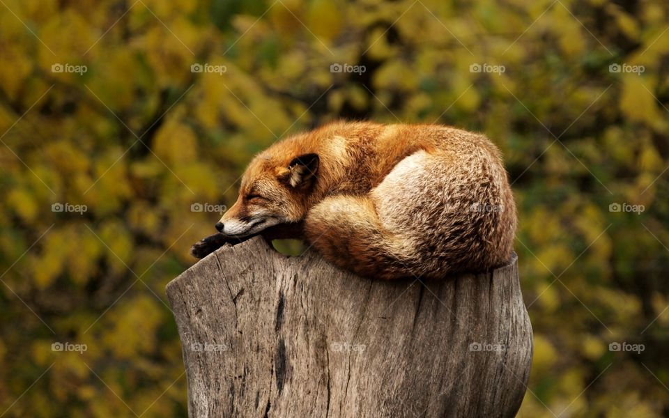 fox close up