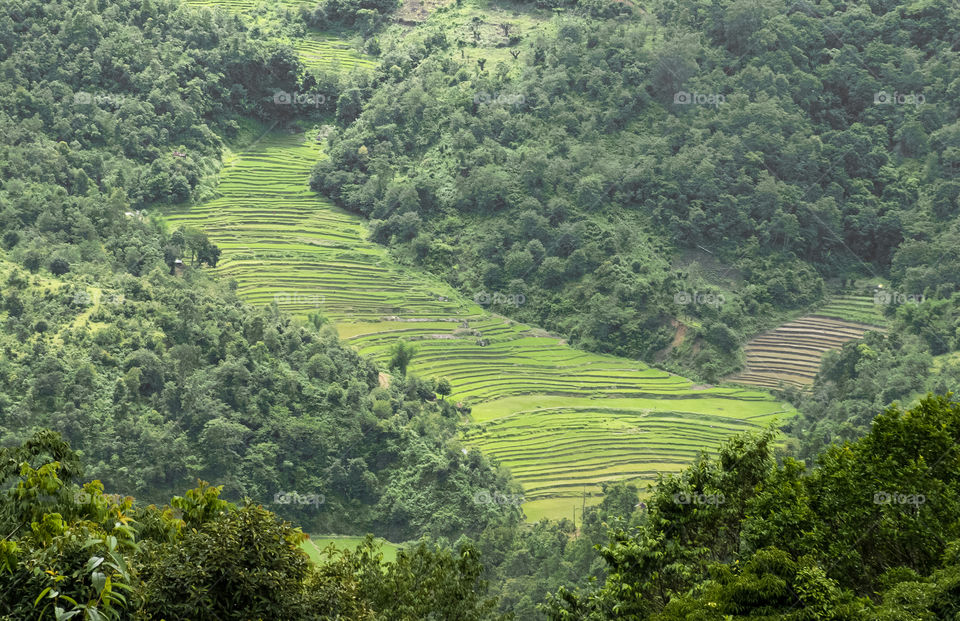 Step farming or terrace farming on the hills of Ukhrul, Manipur, India