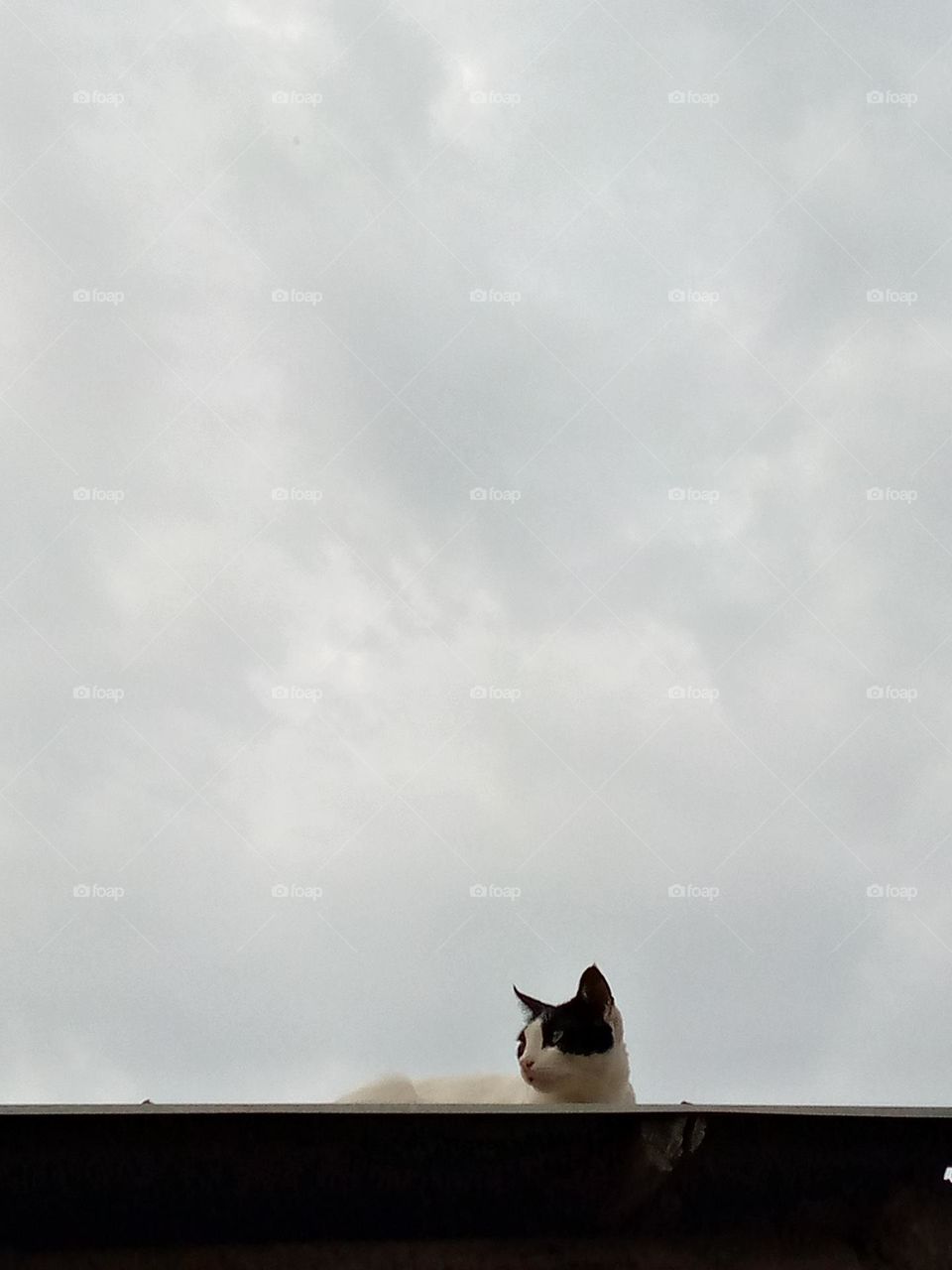 I'm a lion, but people think I'm a cat,still wondering why.