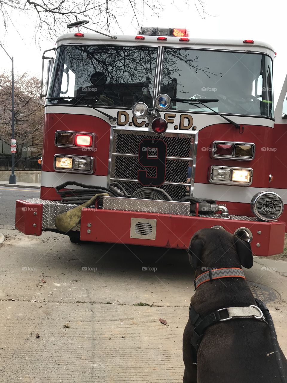 Hedley Stares Down Fire Engine