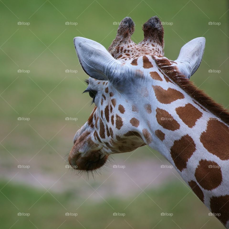 Giraffe looking forward. Beautiful giraffe feeding station allowed for this view