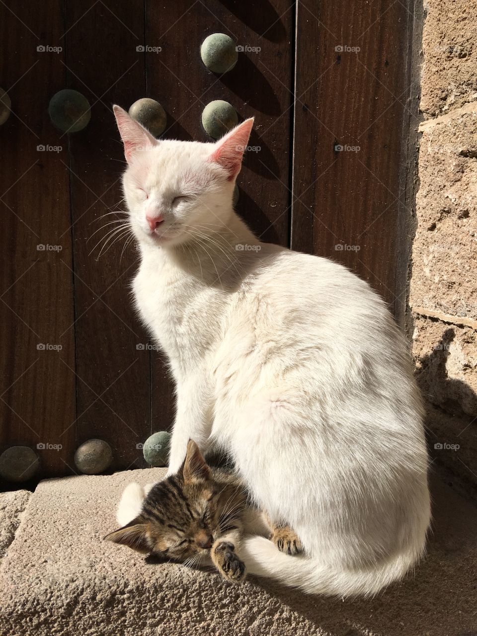 Cats sleeping in the rays of the sun in Morocco 