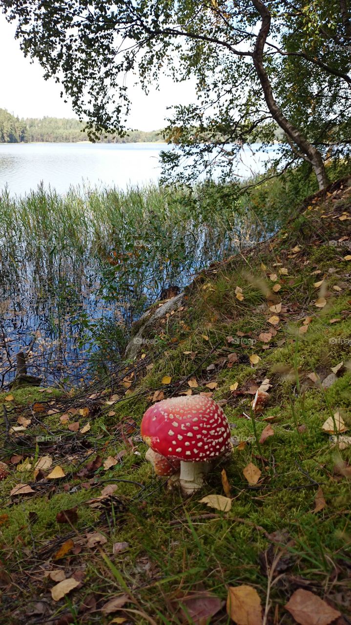 Mushroom growing at lakeshore
