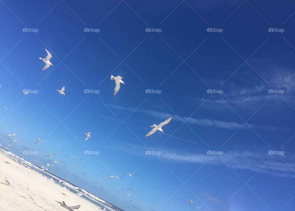 Seagulls 