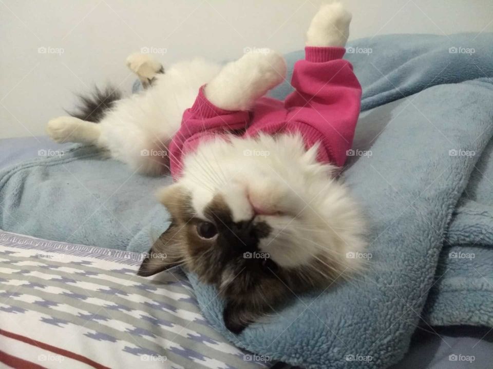 #berilocatpeste #fofoletecatfofav