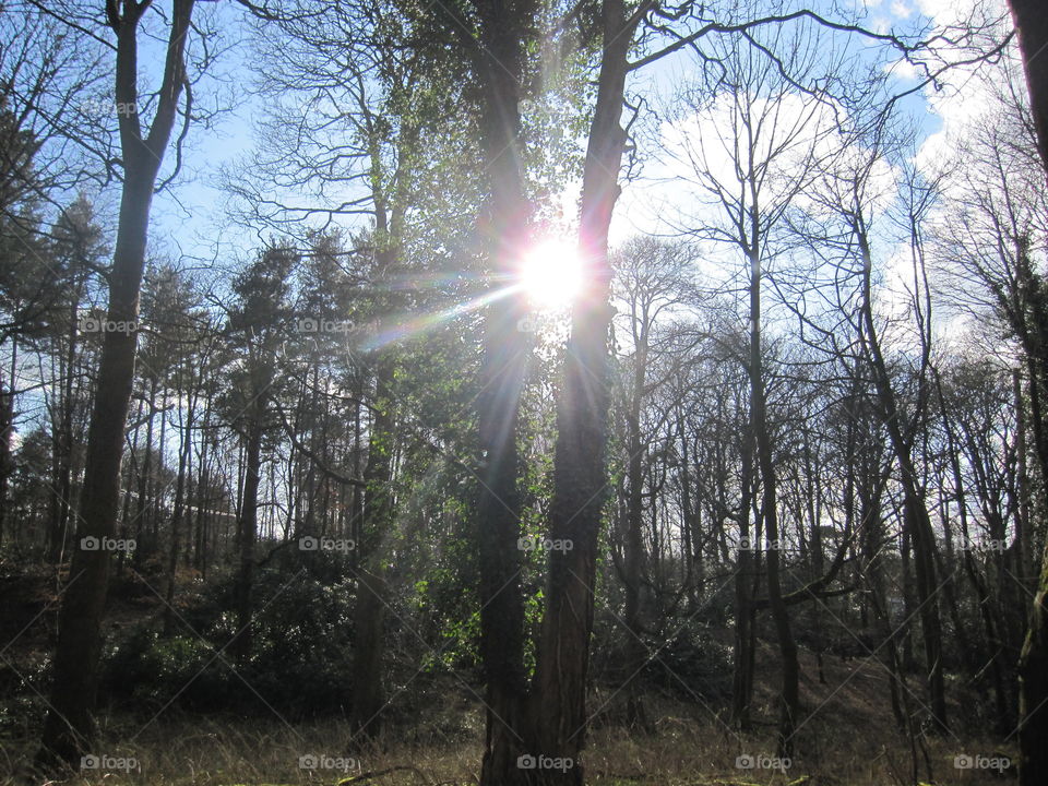 Sunlight Between Trees