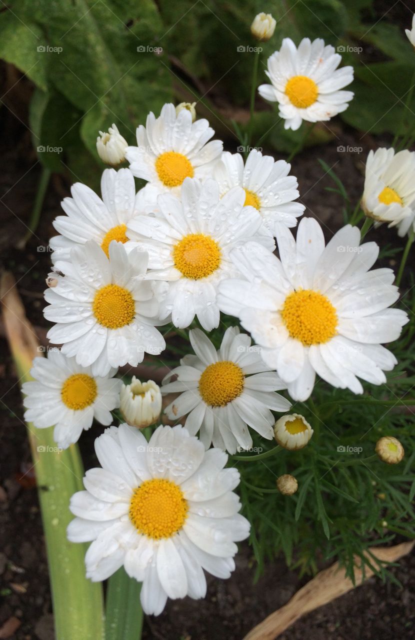 Daisies