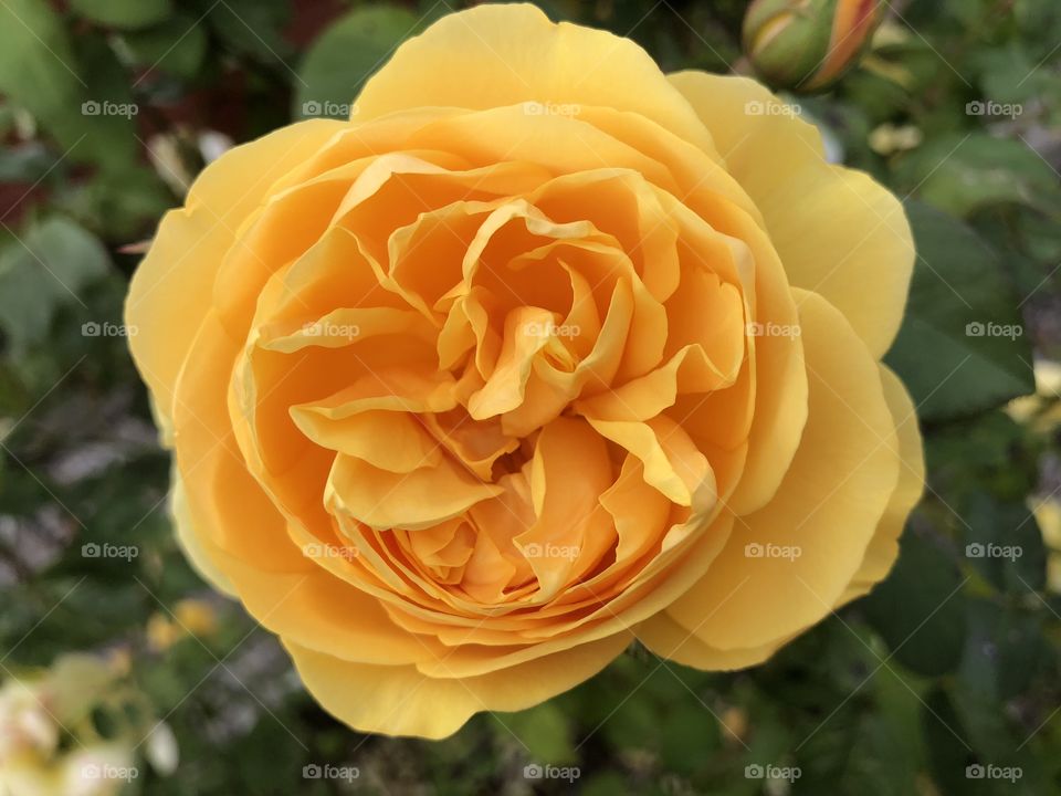 A rather stunning yellow rose, almost bursting out of the photograph.
