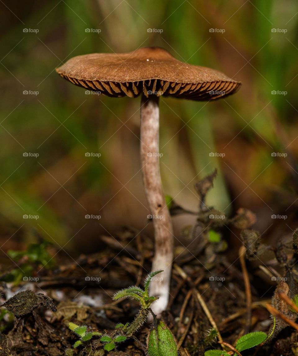Mushroom