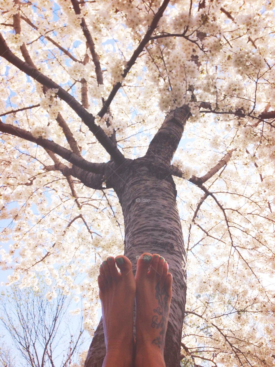 Upside down . Cherry blossoms 