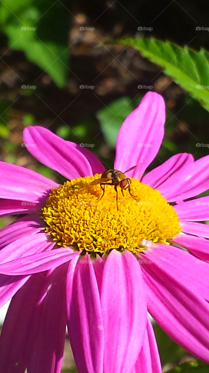 Pink Daisy & Bee Fly