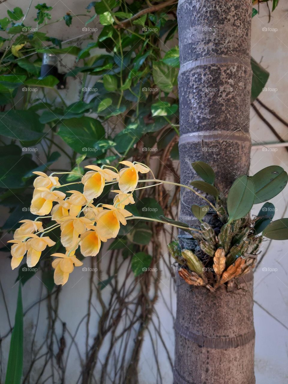 Yellow Crab orchids flowers in the Spring time