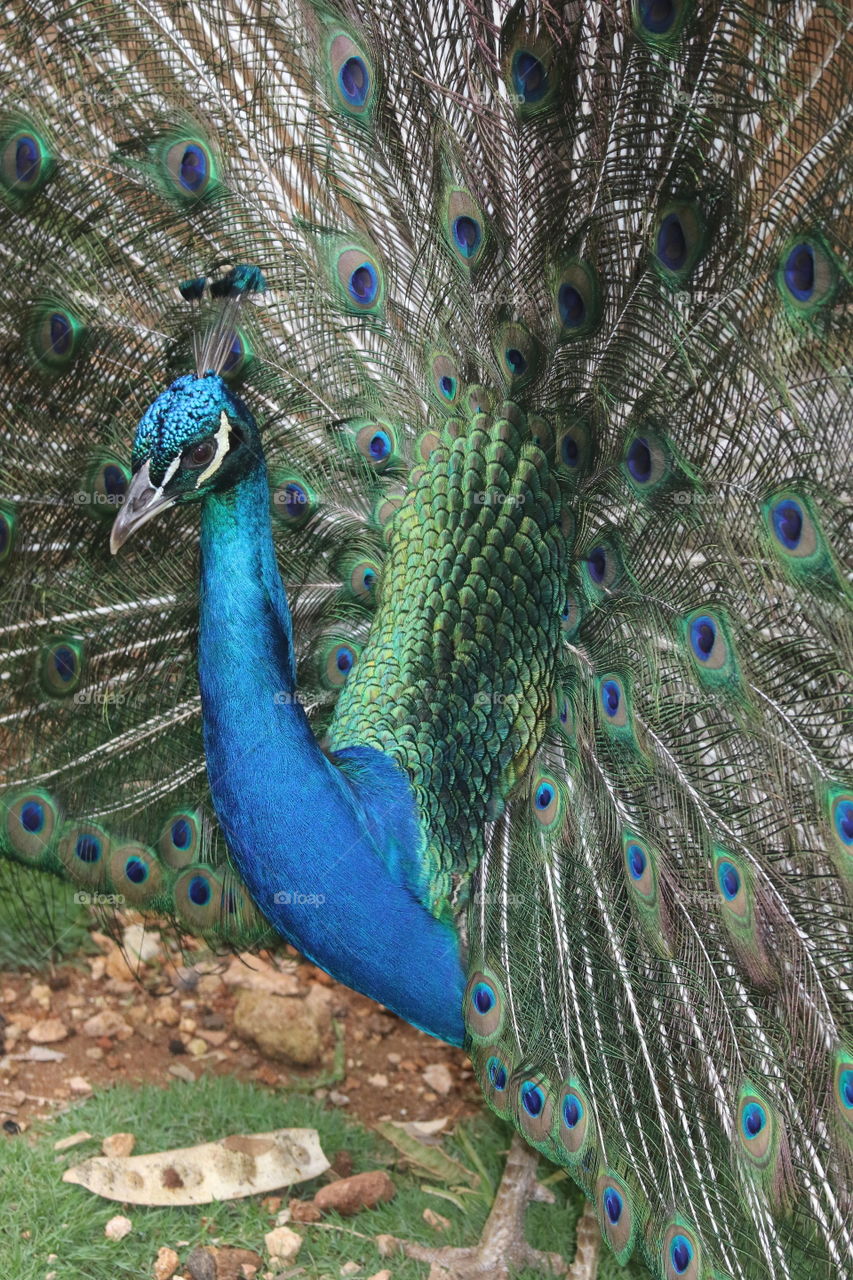 Peacock