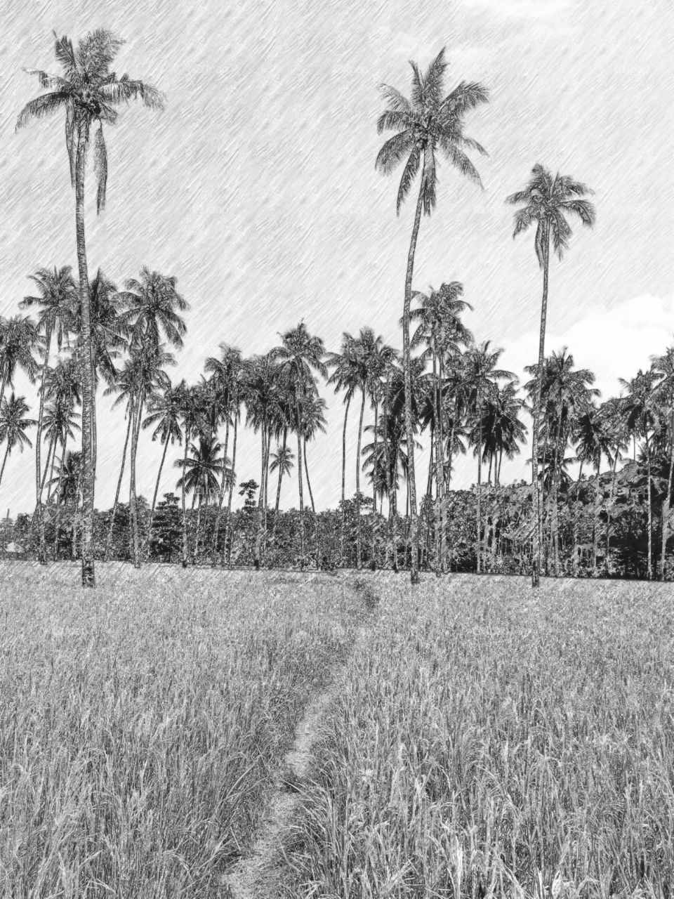 Pencil drawing of tall coconut trees in a rice field and a narrow path leading through the rice plantations in tropical Abra de Ilog, Mindoro, Island of Philippines