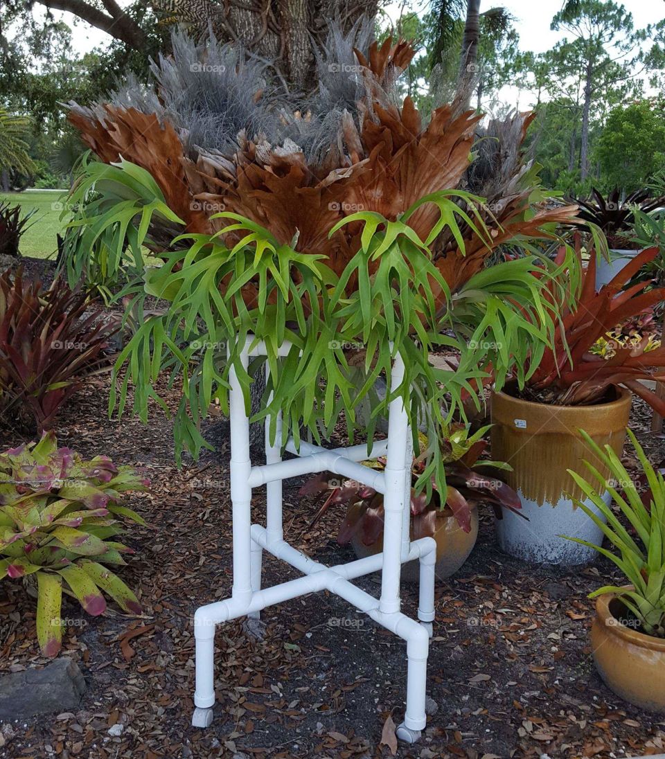 staghorn fern