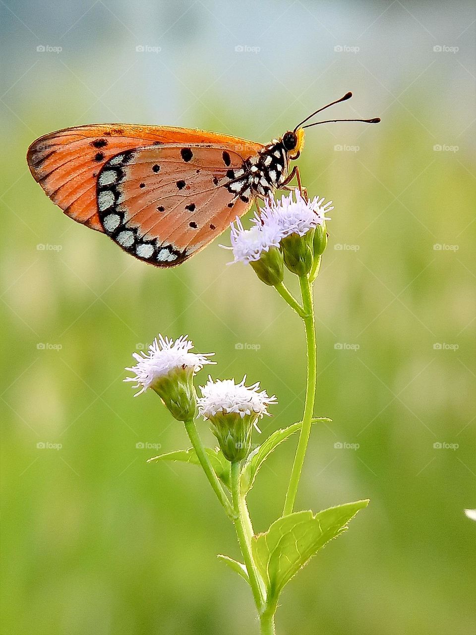 Butterfly on the grass flower. Tawny Coster (Acraea Terpsicore) is a butterfly with orange wings, black and white dots. butterfly, insects, wildlife, nature, orange