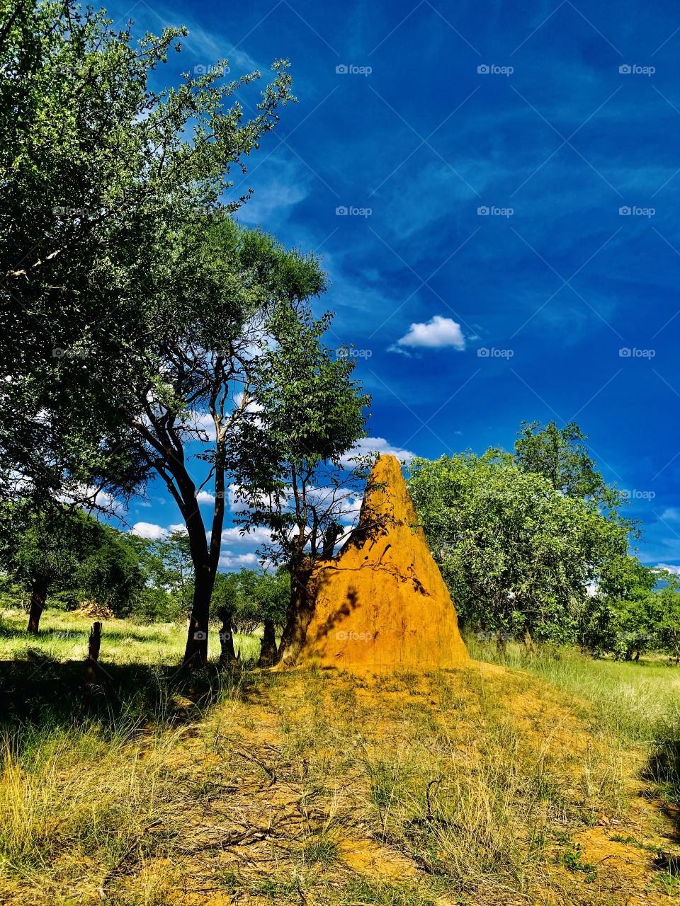 A wild and magical structure made by termites. It’s so big and unbelievably made by very small insects. It looks even better against the blue sky.