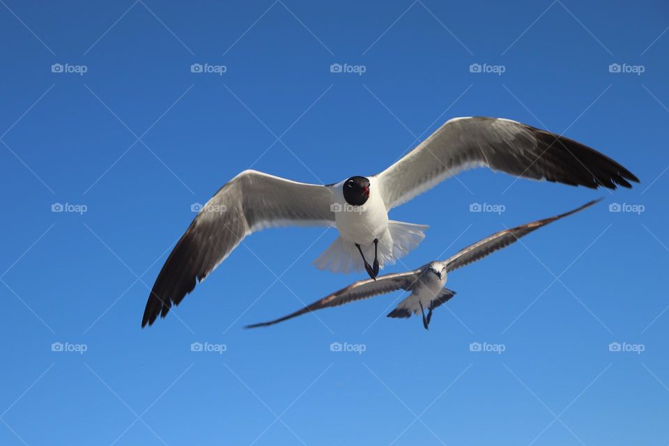 seagull