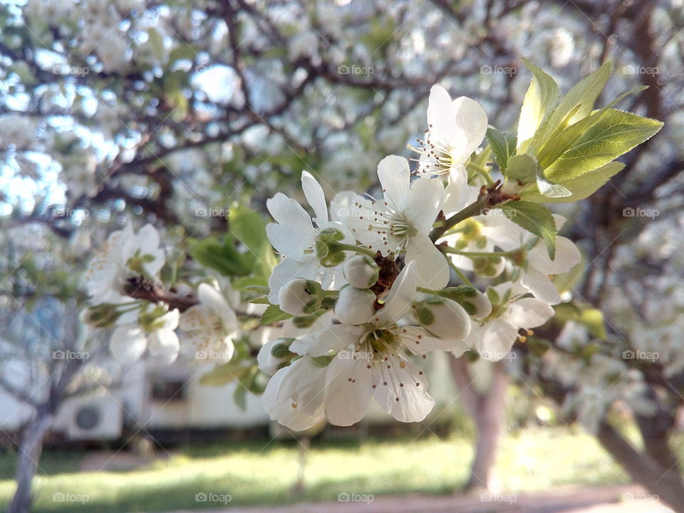 Tree in spring