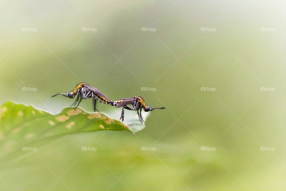 toxophora having fun in the morning