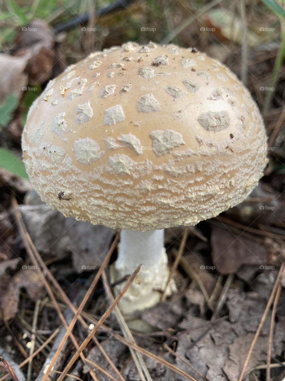 Magical Mushroom