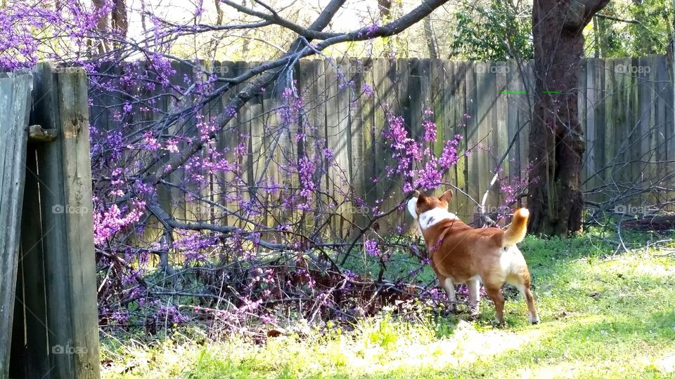 smelling the flowers. dog smelling cherry blossom tree