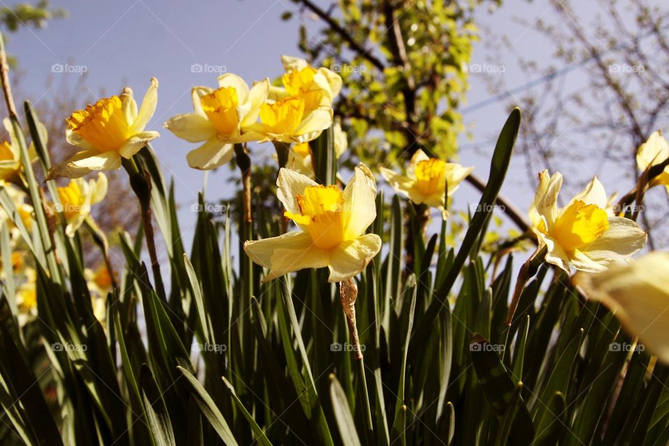 yellow flowers