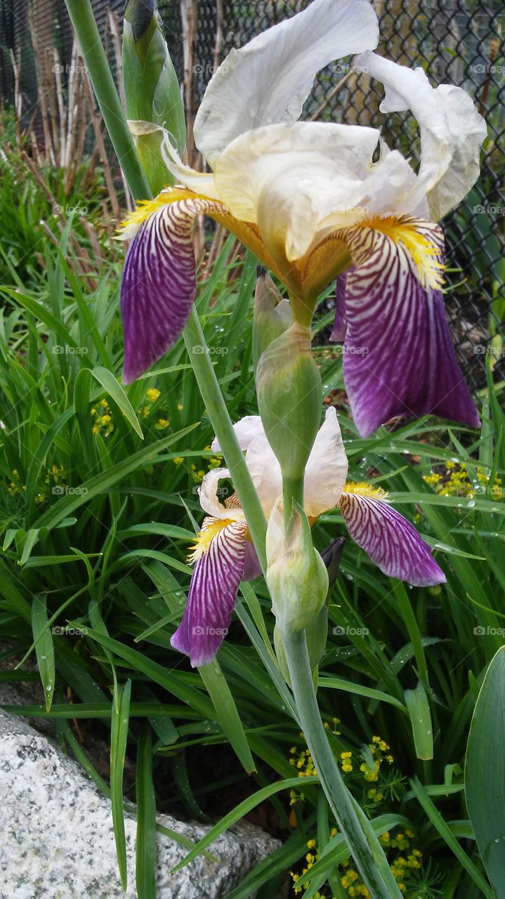 spring. flowers. beauty