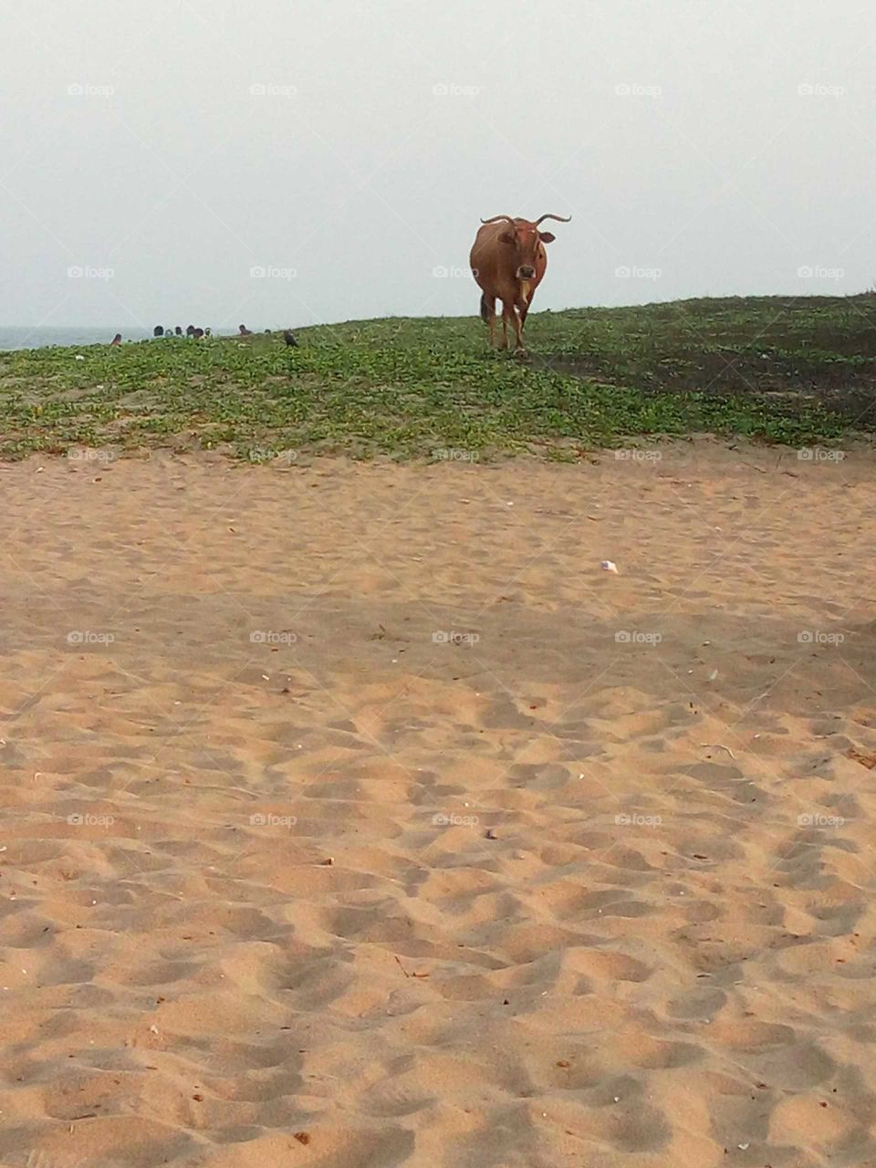 A lonely cow