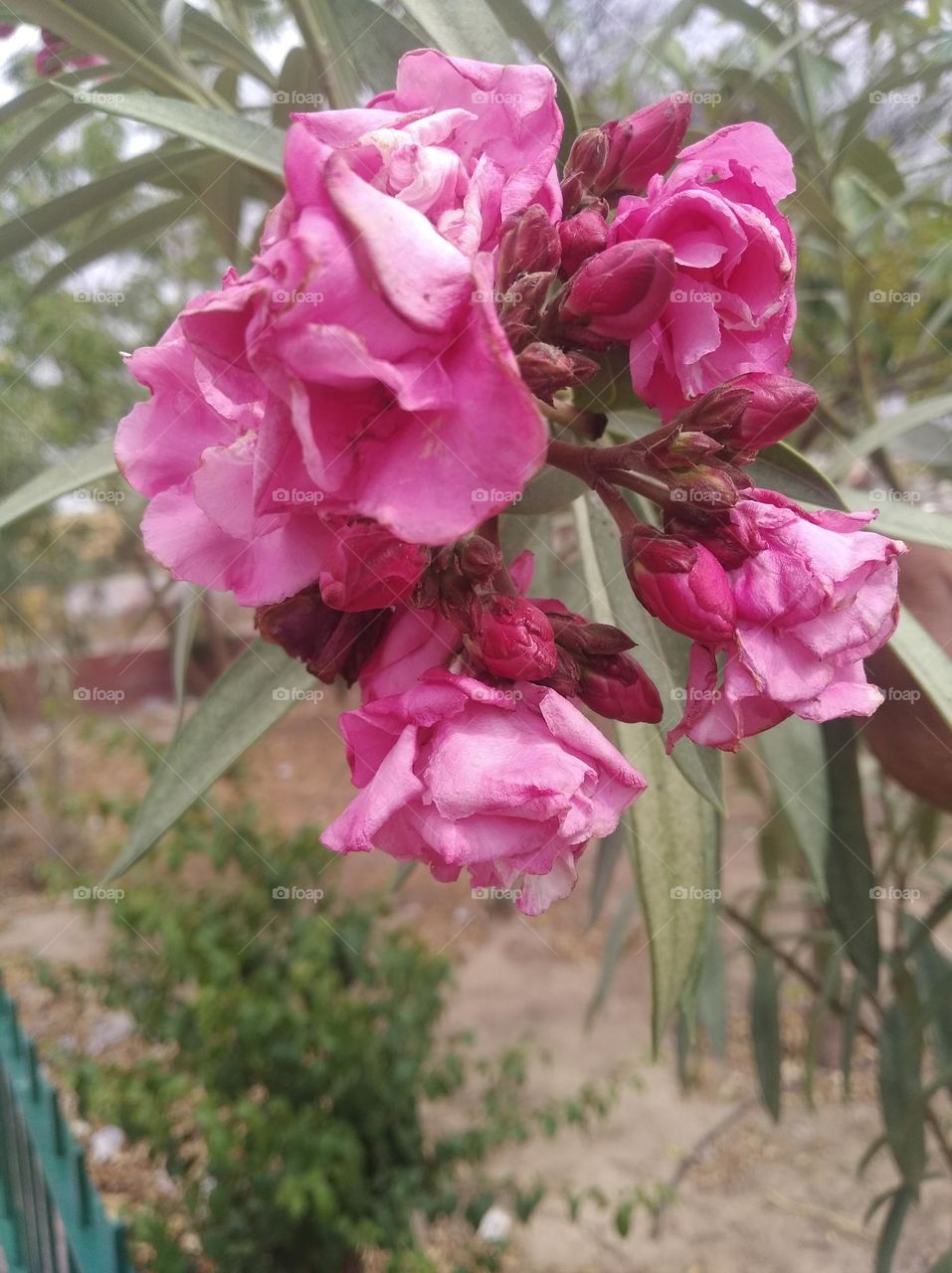 red oleander flower pink colour looks very beautiful generally found everywhere fresh seasonal