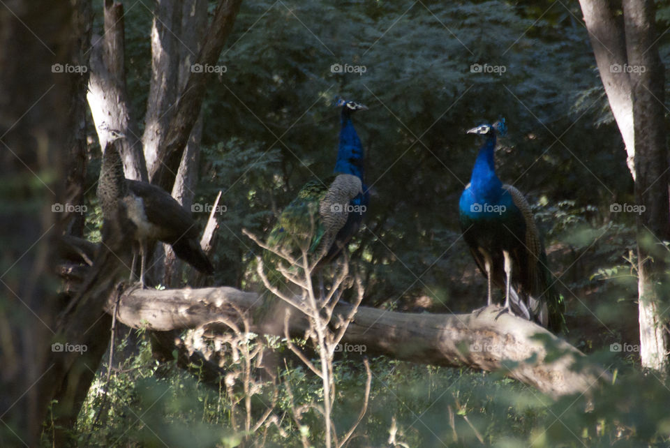 Two peacocks and a peahen, looking around to identify the source of footsteps they heard.