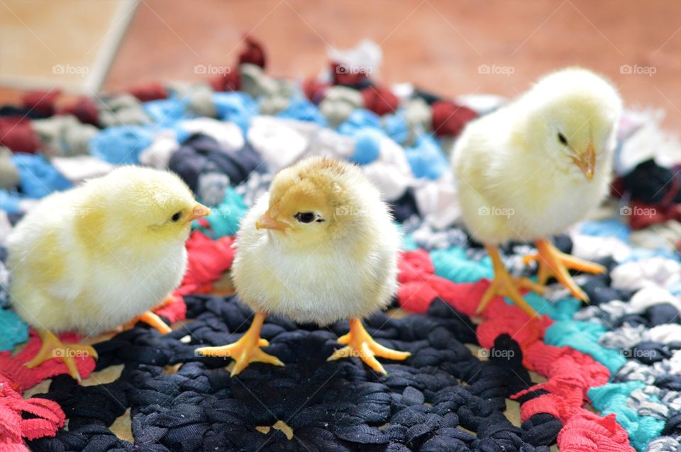 baby chicks