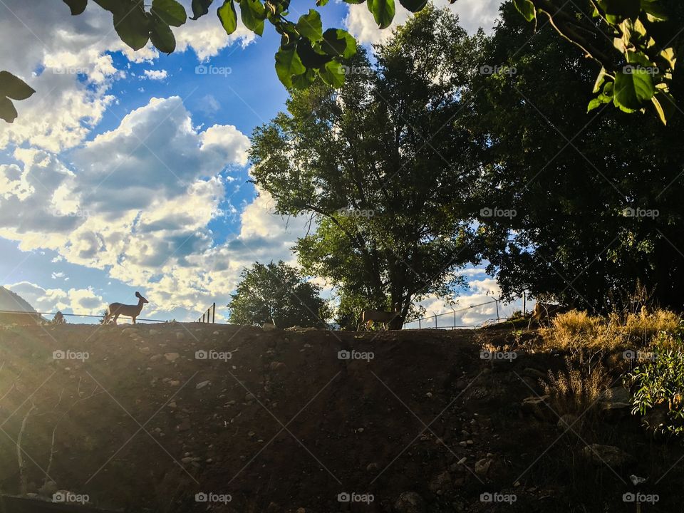 Silhouette deer