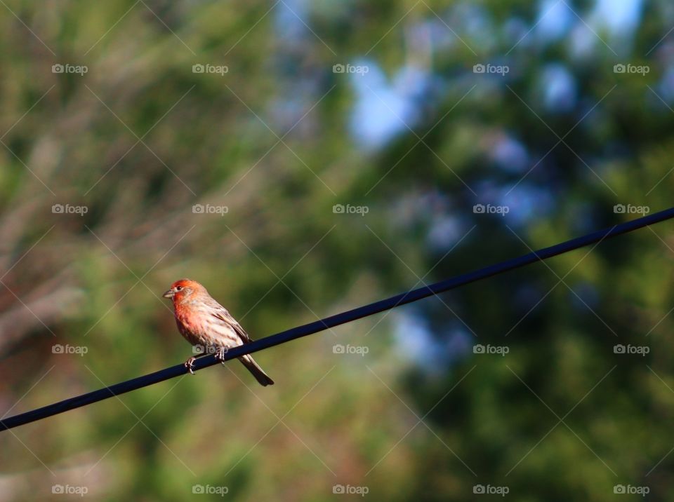 Bird perched on wire 