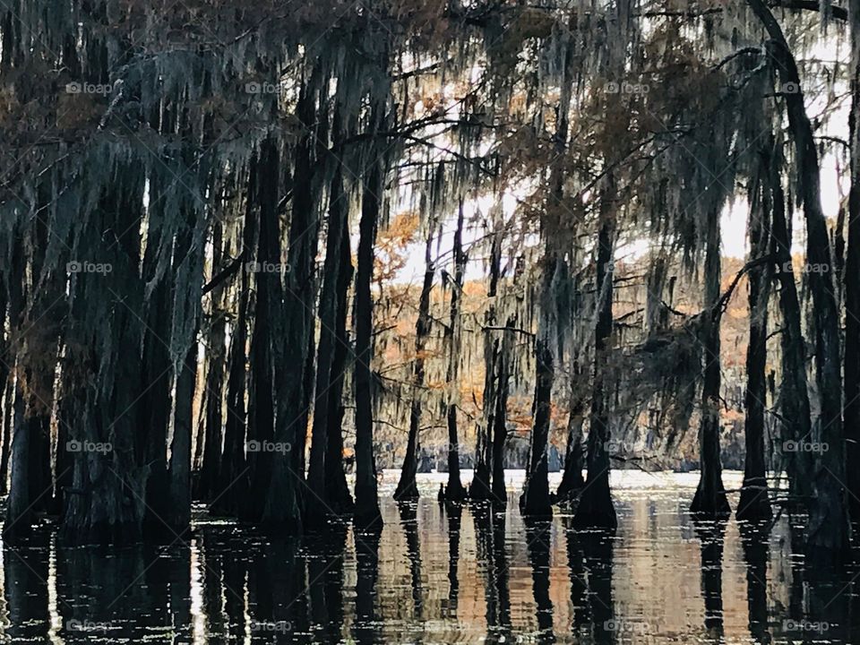 Beautiful Fall Day on Caddo Lake in East Texas among the Cypress Trees with Spanish Moss