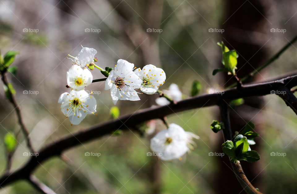 First sign of spring