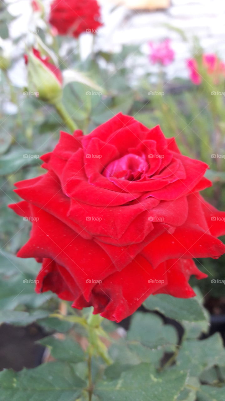 a beautiful rose flower