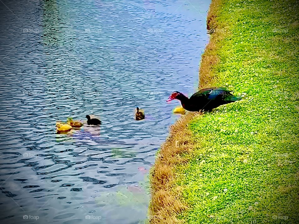 Duckies!