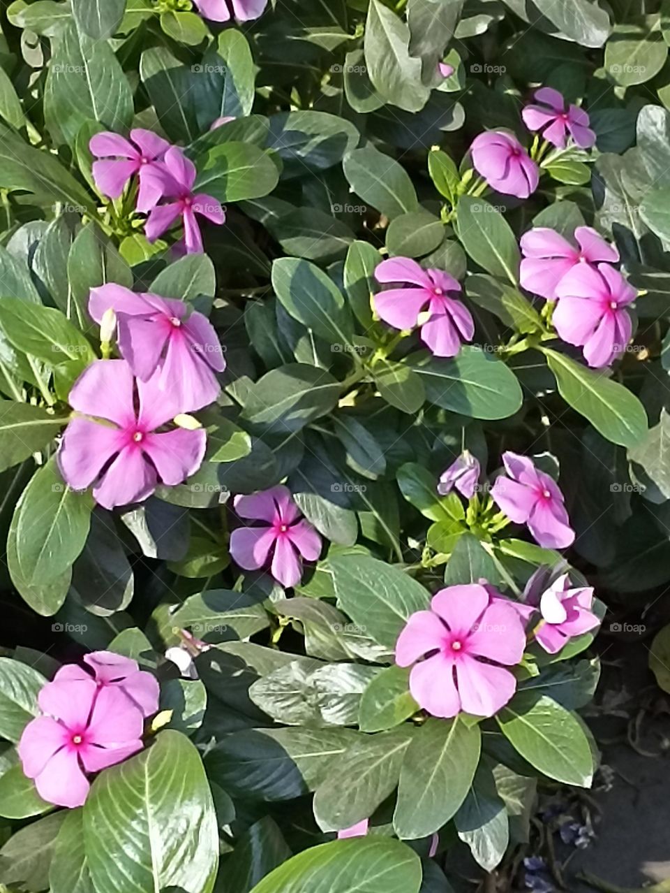 the beauty of my garden