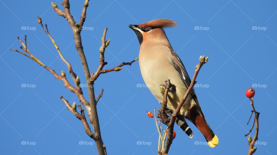 A waxwing in a tree