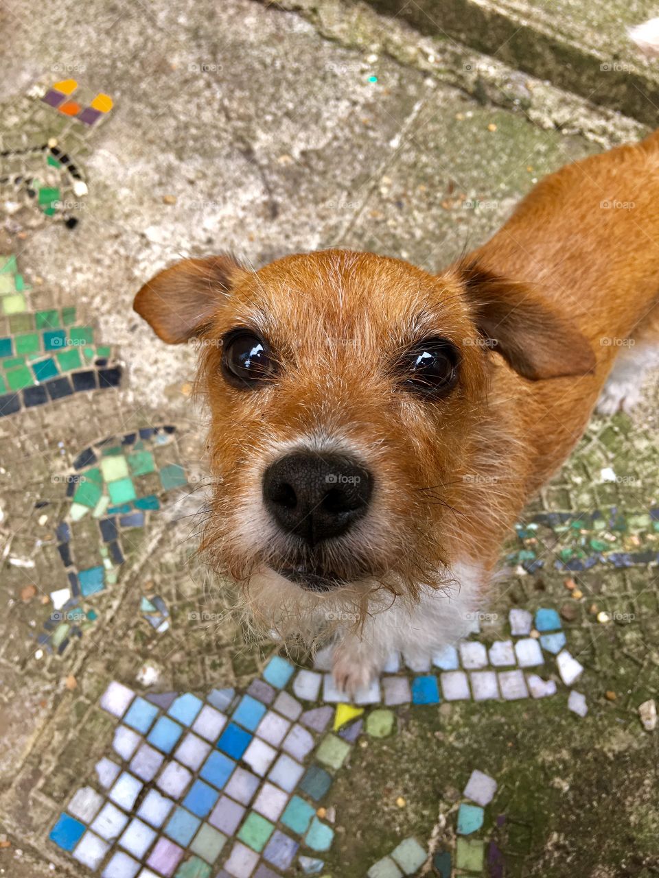 Cute jack russel terrier is looking up to the camera 