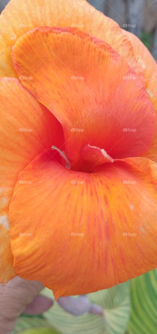 This flower has the Latin name canna lily, it looks beautiful in orange color

￼