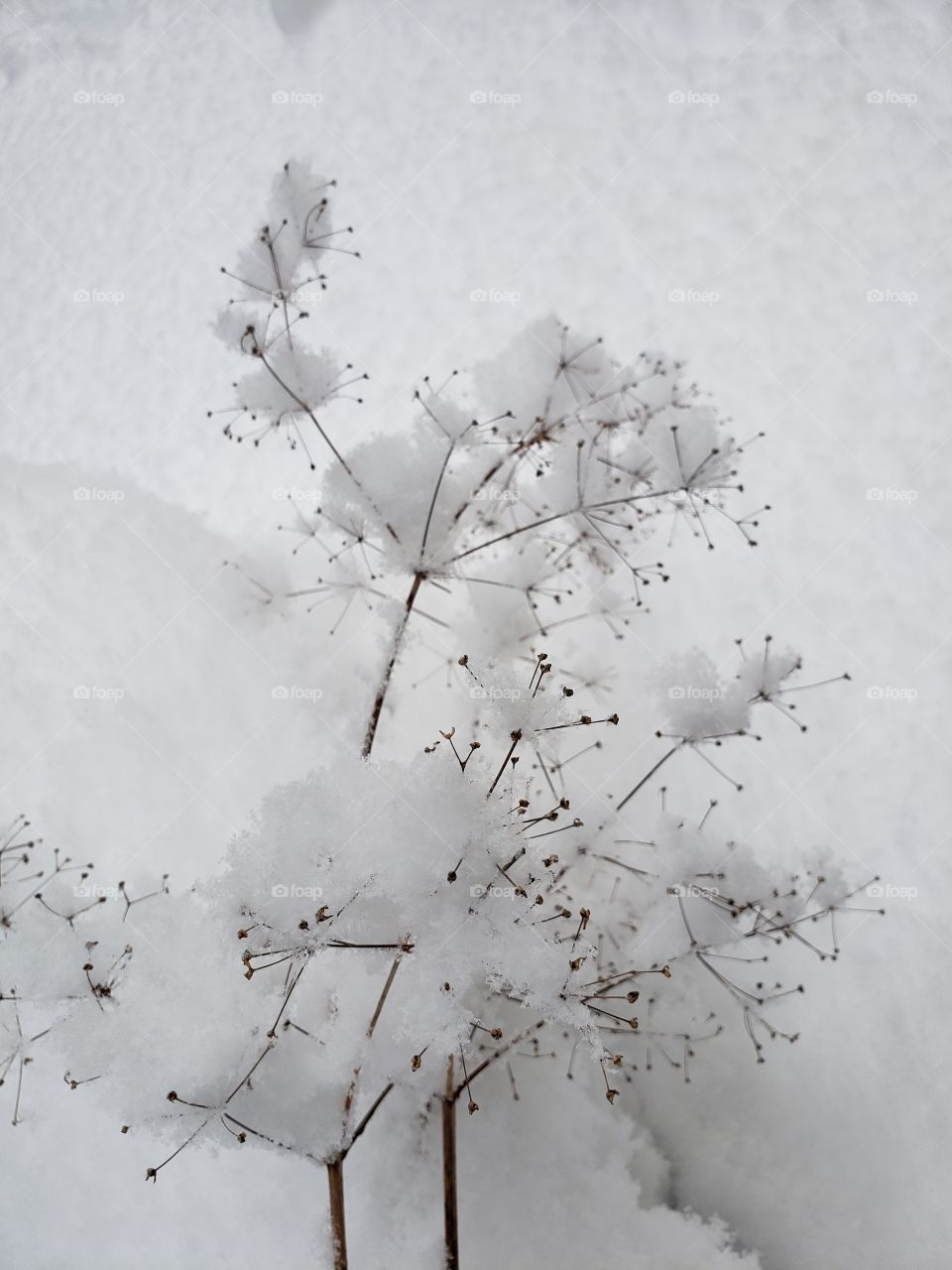 Plant in Snow