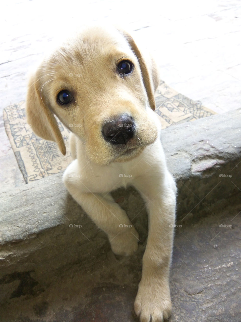 An animal is the only thing on earth that loves you more than you love yourself.