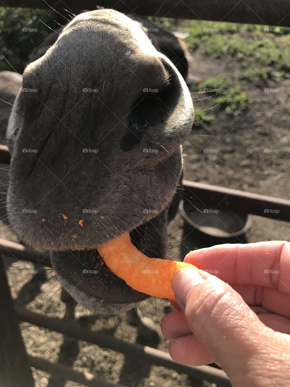 Donkeys like Cheetos too!