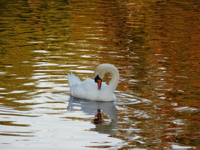 Swan 